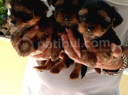 Gerçek Teacup Yorkshire Bebekler görsel