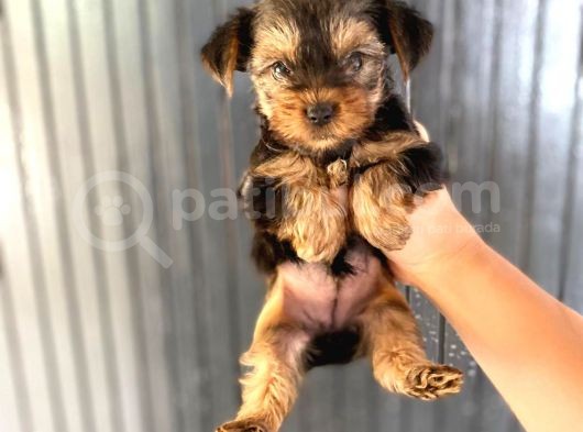 Antialerjik Tüy Dökmeyen Teacup Boyda Yorkshıre Yavrularım görsel