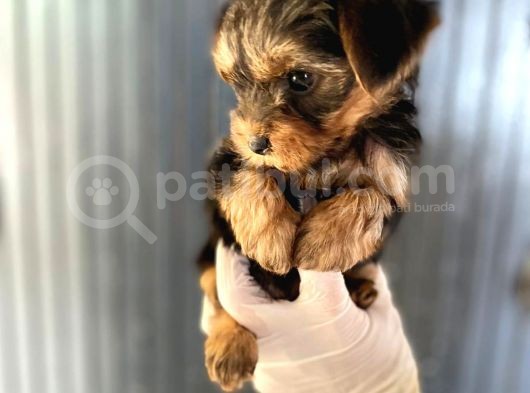Antialerjik Tüy Dökmeyen Teacup Boyda Yorkshıre Yavrularım görsel