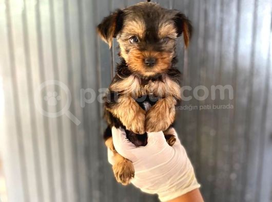 Antialerjik Tüy Dökmeyen Teacup Boyda Yorkshıre Yavrularım görsel