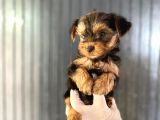Antialerjik Tüy Dökmeyen Teacup Boyda Yorkshıre Yavrularım