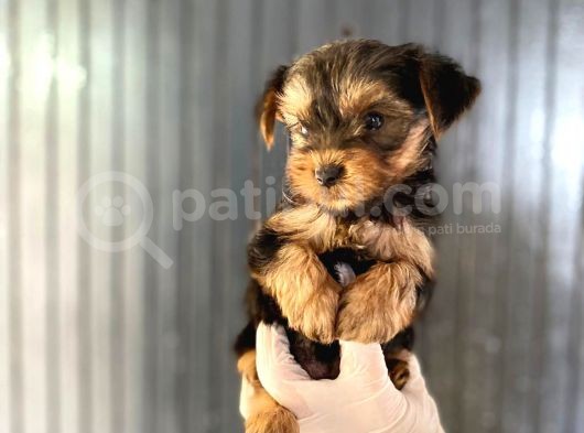 Antialerjik Tüy Dökmeyen Teacup Boyda Yorkshıre Yavrularım görsel
