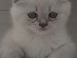 Scottish Fold Yavruları