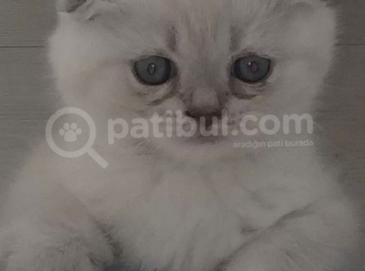 Scottish Fold Yavruları görsel