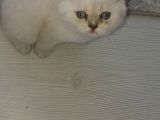 Scottish Fold Yavruları