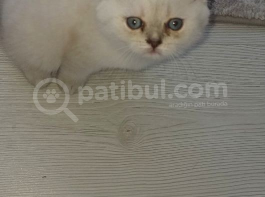 Scottish Fold Yavruları görsel