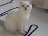Scottish Fold Yavruları