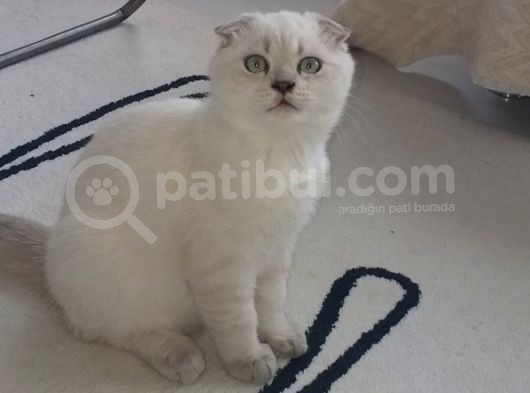 Scottish Fold Yavruları görsel