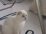 Scottish Fold Yavruları