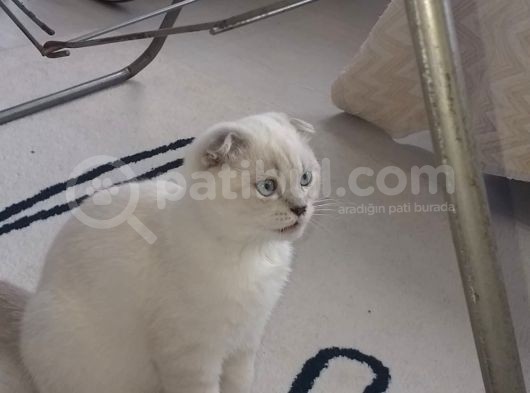 Scottish Fold Yavruları görsel
