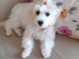 Beyaz Dişi 4 Aylık Maltese Terrier