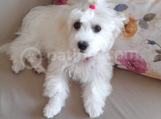 Beyaz Dişi 4 Aylık Maltese Terrier görsel