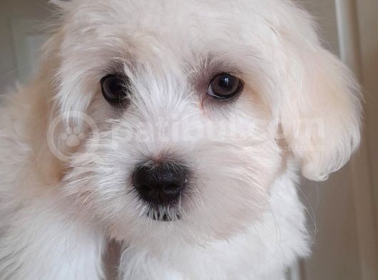 Beyaz Dişi 4 Aylık Maltese Terrier görsel