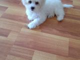 Beyaz Dişi 4 Aylık Maltese Terrier