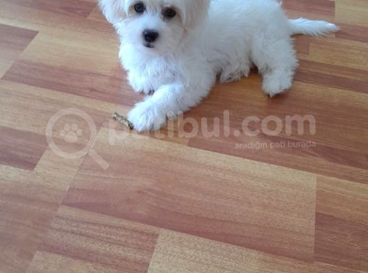 Beyaz Dişi 4 Aylık Maltese Terrier görsel