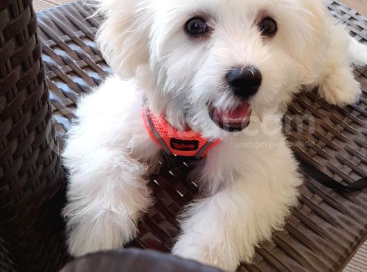 Beyaz Dişi 4 Aylık Maltese Terrier