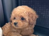 Can Dostu Mi̇ni̇k Toy Poodle Yavrularimiz