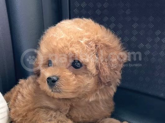 Can Dostu Mi̇ni̇k Toy Poodle Yavrularimiz görsel