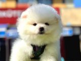 Loli̇ta Beybi̇ Boo Suratli Pomerani̇an Yavrular
