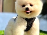 Loli̇ta Beybi̇ Boo Suratli Pomerani̇an Yavrular
