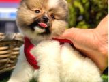 Loli̇ta Beybi̇ Boo Suratli Pomerani̇an Yavrular