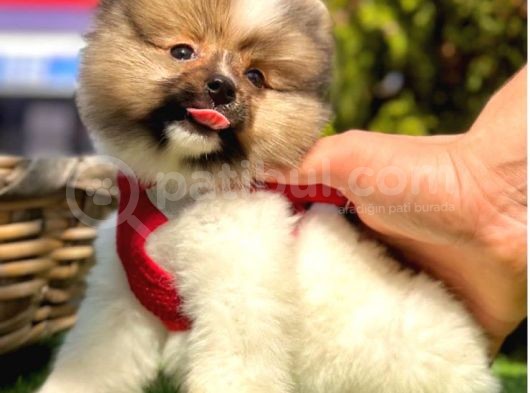 Loli̇ta Beybi̇ Boo Suratli Pomerani̇an Yavrular görsel