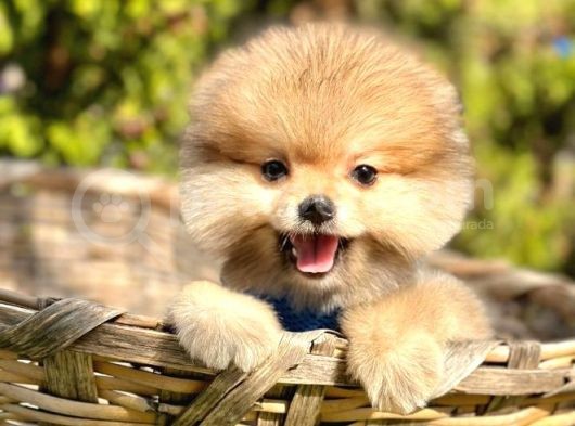 Loli̇ta Beybi̇ Boo Suratli Pomerani̇an Yavrular