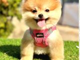 Loli̇ta Beybi̇ Boo Suratli Pomerani̇an Yavrular