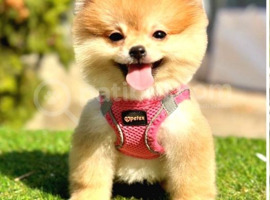 Loli̇ta Beybi̇ Boo Suratli Pomerani̇an Yavrular görsel