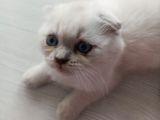 Scottish Fold yavruları