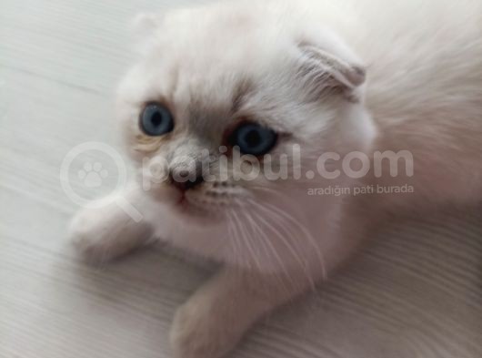 Scottish Fold Yavruları