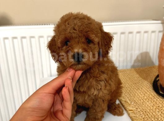 Ömür Boyu Irk Garantili Aşılı Pasaportlu Poodle Bebeklerimiz görsel