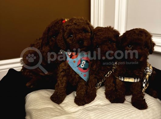 Ömür Boyu Irk Garantili Aşılı Pasaportlu Poodle Bebeklerimiz