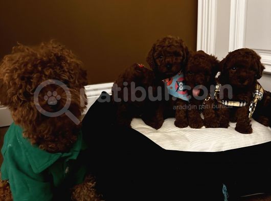 Ömür Boyu Irk Garantili Aşılı Pasaportlu Poodle Bebeklerimiz görsel
