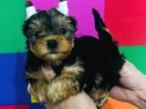 Cep Boy Teacup Yorkshire Minişler