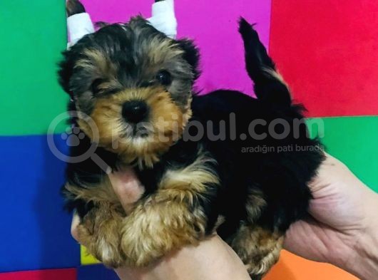 Cep Boy Teacup Yorkshire Minişler görsel