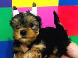 Cep Boy Teacup Yorkshire Minişler