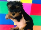 Cep Boy Teacup Yorkshire Minişler