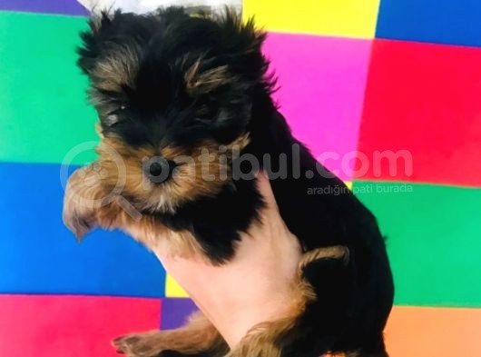 Cep Boy Teacup Yorkshire Minişler görsel