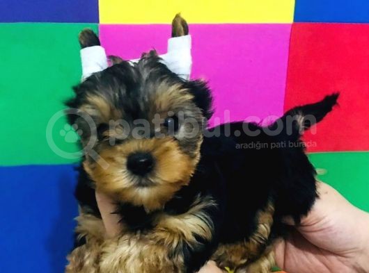 Cep Boy Teacup Yorkshire Minişler