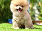 Safkan Pomeranian Boo Yavrularımız
