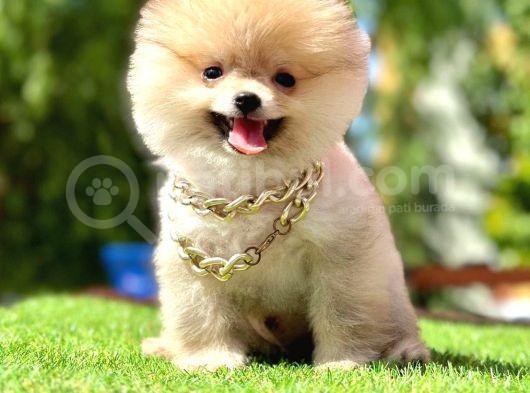 Safkan Pomeranian Boo Yavrularımız görsel