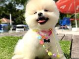 Safkan Pomeranian Boo Yavrularımız
