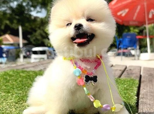 Safkan Pomeranian Boo Yavrularımız görsel