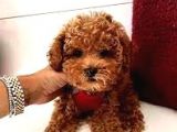 orjinal toy poodle sağlık ve ırk garantili yavrular
