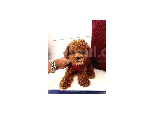 Orjinal Toy Poodle Sağlık Ve Irk Garantili Yavrular