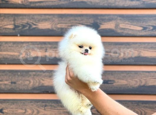 En Küçüük Boy Teddy Bear - Sağlik Ve Irk Garanti̇li̇ -  Aron Petshop Güvencesi̇ İle görsel