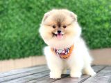 En Küçüük Boy Teddy Bear - Sağlik Ve Irk Garanti̇li̇ -  Aron Petshop Güvencesi̇ İle