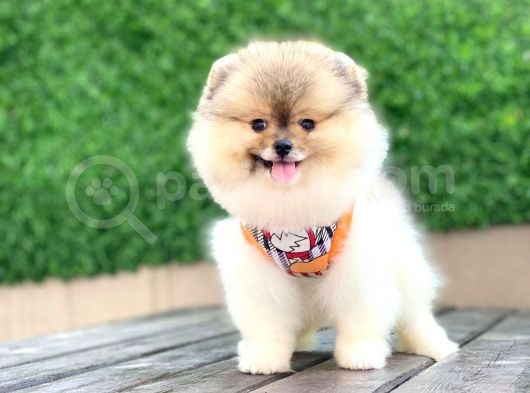 En Küçüük Boy Teddy Bear - Sağlik Ve Irk Garanti̇li̇ -  Aron Petshop Güvencesi̇ İle görsel