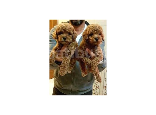Orjinal Toy Poodle Sağlık Ve Irk Garantili Yavrular görsel
